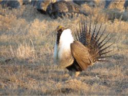 Greater Sage-Grouse